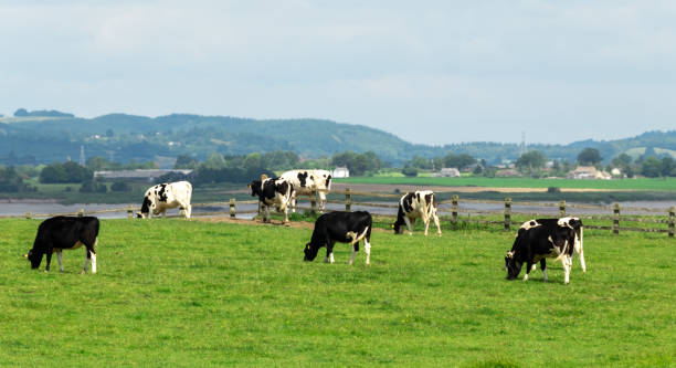 istock A herd of dairy cattle grazing in the marshes 1326678361