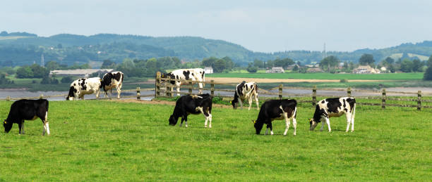 istock A herd of dairy cattle grazing in the marshes 1326678441