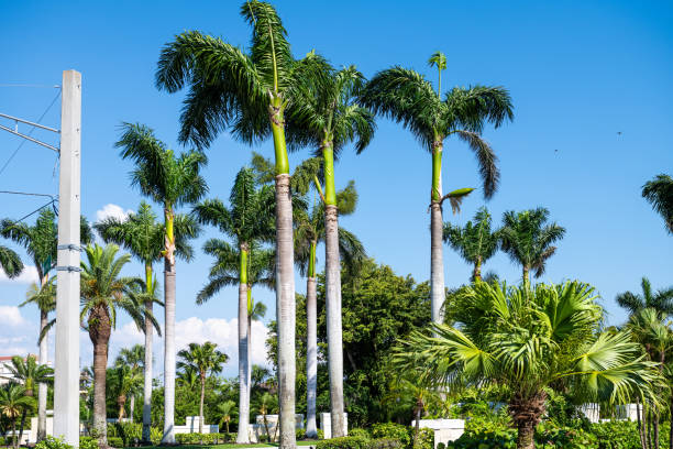 palmiers sur la route de la rue à bonita springs, floride ville balnéaire le jour dans le comté de lee avec un ciel bleu au printemps - bonita springs photos et images de collection