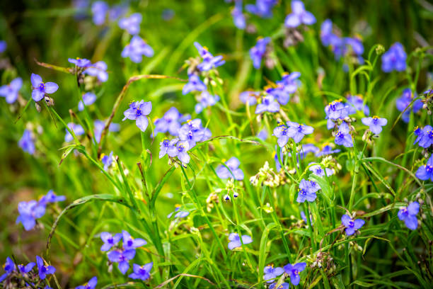 tradescantia occidentalis spiderwort fleurs sauvages bleues pourpres avec trois pétales fleurissent dans paynes prairie preserve state park à gainesville, floride - tradescantia epidermis photos et images de collection