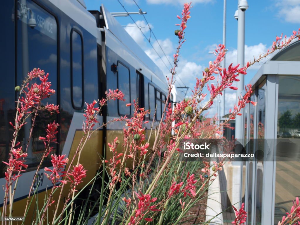 Landscaped Water wise plants Water wise plants are a boundry between rail tracks and bus stop. The landscaping is part of a save water campaign Color Image Stock Photo