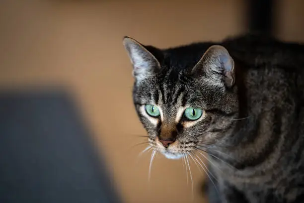 Closeup face portrait of young tabby cat indoors in house room with beautiful green eyes looking and bokeh