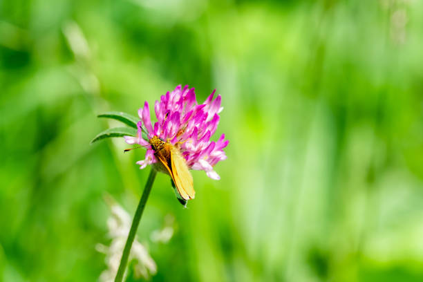 Close up of orange moth or orange butterfly feeding on the pollen from a pink wildflower in rural England