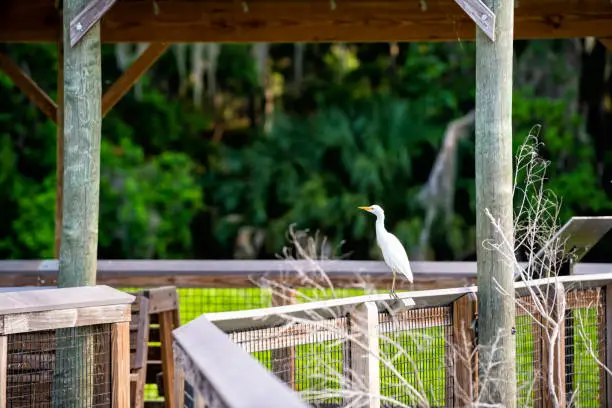 One wild white heron egret bird animal perched on wooden railing fence in Gainesville, Florida Paynes Prairie Preserve State Park Watershed