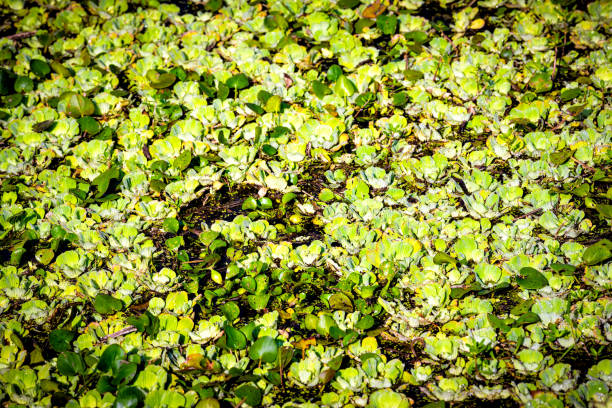 Pattern closeup of marsh pond surface many small tiny lotus green leaves plants in sunny sunlight in Gainesville, Florida in Paynes Prairie Preserve
