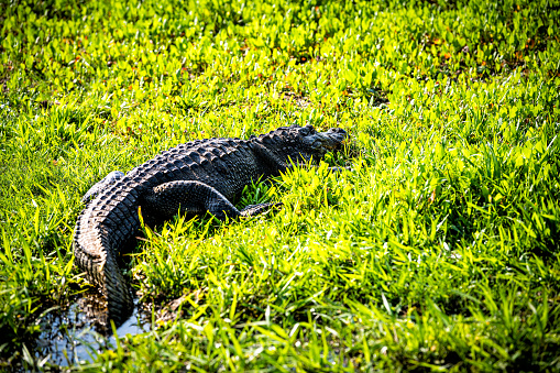 Closeup of alligator back lying inside marsh swamp in Paynes Prairie Preserve State Park in Gainesville, Florida in sunlight