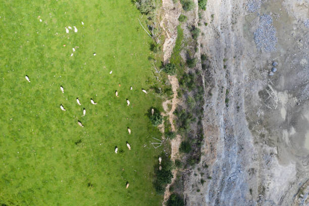 zwierzęta pasą się na łące. w pobliżu kamieniołomu. krowa na trawie frome drone widok z lotu ptaka. - rock quarry zdjęcia i obrazy z banku zdjęć