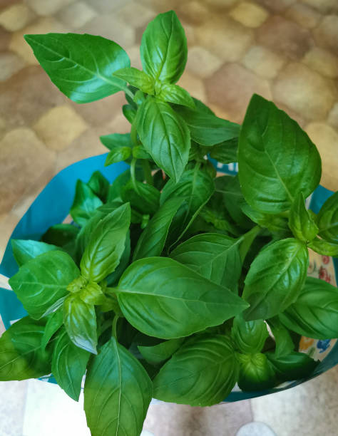istock Closeup of fresh green basil leaves 1326684589