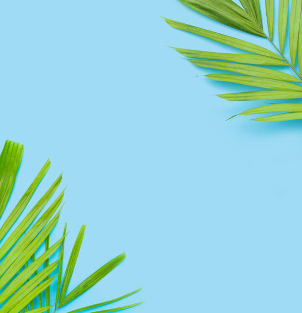 istock Green leaves of palm tree on blue background. 1326685375