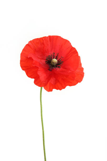 istock Poppy flower isolated on white background. 1326686578