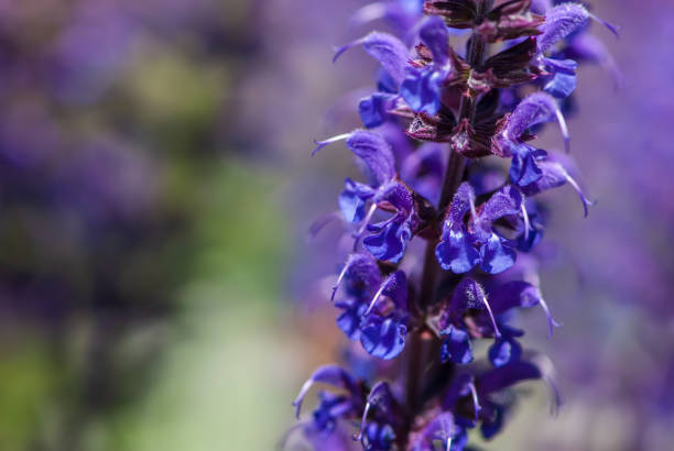 istock Close-up violet salvia with negative space 1326687289