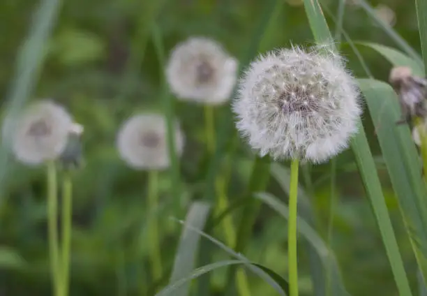 Dandelion seeds close up - Green grass background. Selective focus.