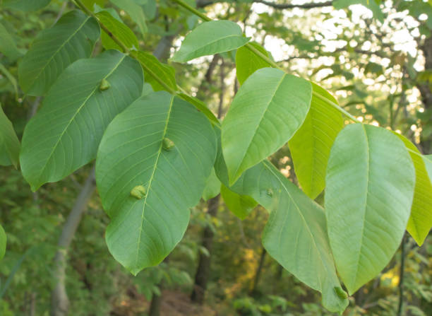 istock Walnut leaf mites - young leaf disease - Macro photography - Concept 1326687466