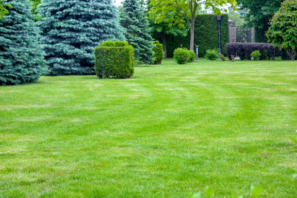 istock coniferous trees on a lawn with a lawn and a trimmed bush in a park with deciduous trees, summer green nature landscape with copy space on meadow, nobody. 1326689485
