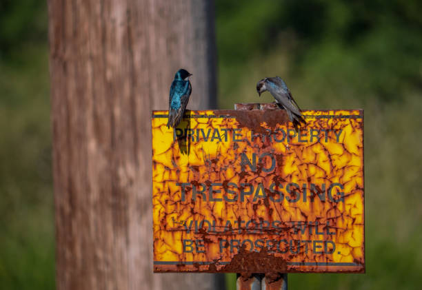istock Pair of Tree Swallows on old rusted No Trespassing Sign 3 1326689767
