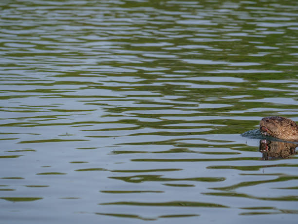istock River otter enjoying freshly caught prey 1326690082