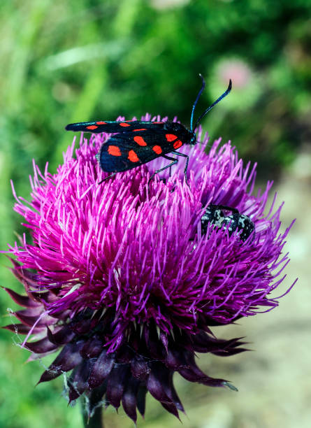 A butterfly sitting A Zygaena ephialtes with red spots sitting on a purple flower. zygaena ephialtes stock pictures, royalty-free photos & images