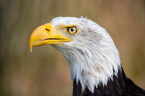 Bald Eagle portrait taken at a falconry centre