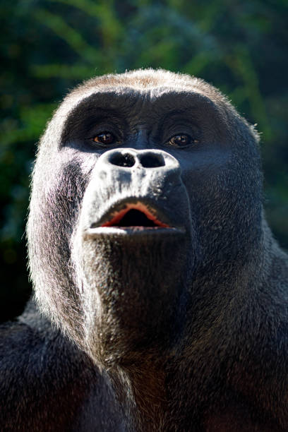 istock Western Lowland Gorilla (GORILLA GORILLA GORILLA) 1326693102