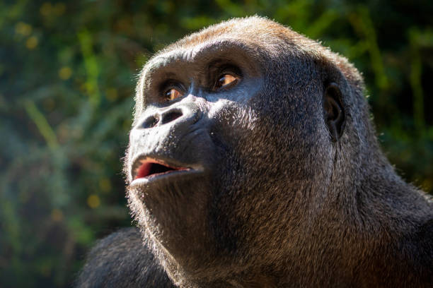 istock Western Lowland Gorilla (GORILLA GORILLA GORILLA) 1326693161