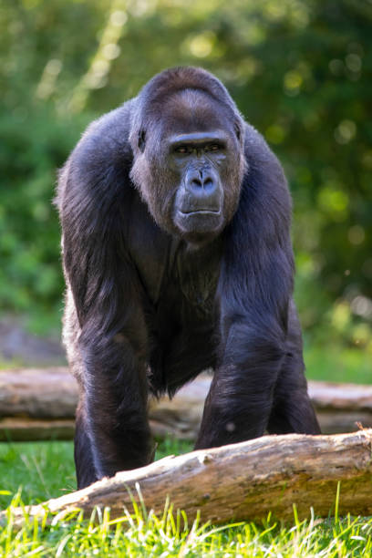 a Western Lowland gorilla with a green background stock photo