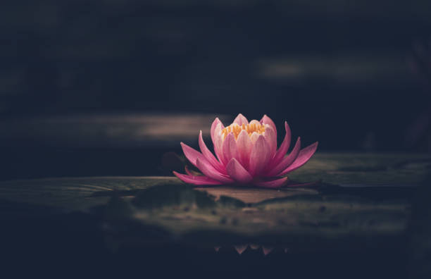 istock Pink Lotus Flower Or Water Lily 1326693293