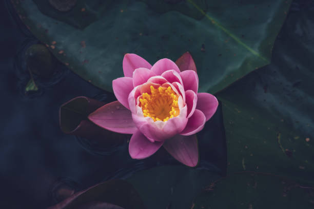 istock Pink Lotus Flower Or Water Lily 1326693389