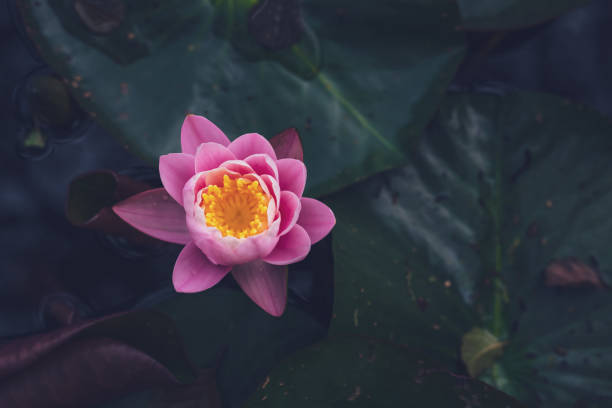 istock Pink Lotus Flower Or Water Lily 1326693454