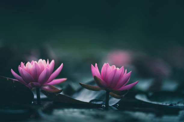 istock Pink Lotus Flower Or Water Lily 1326694055