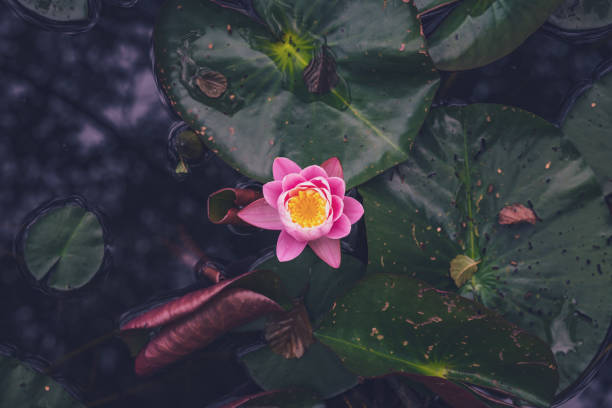 istock Pink Lotus Flower Or Water Lily 1326694204