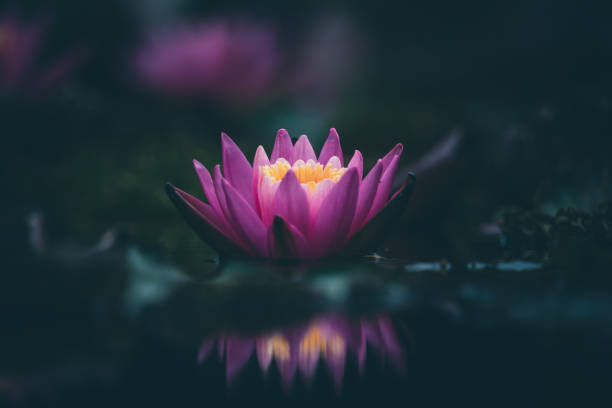 istock Pink Lotus Flower Or Water Lily 1326694974