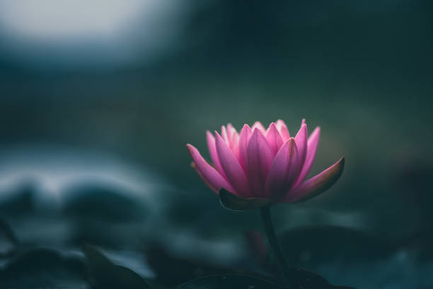 istock Pink Lotus Flower Or Water Lily 1326694975