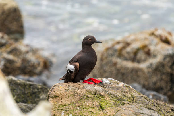istock Pigeon Guillemot in the Pacific Northwest 1326695055