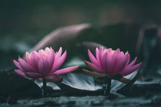 istock Pink Lotus Flower Or Water Lily 1326695073