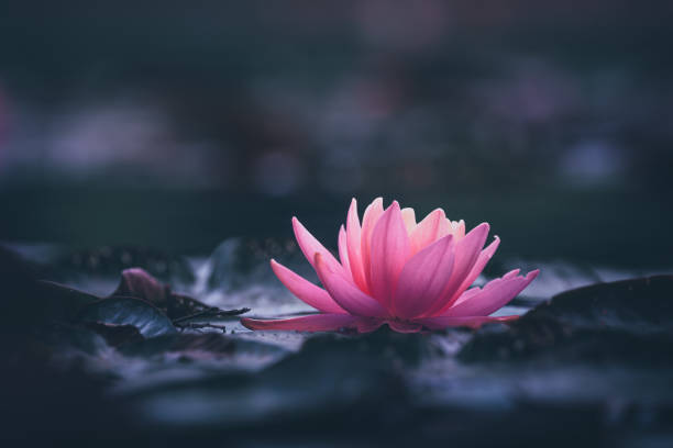 istock Pink Lotus Flower Or Water Lily 1326695075