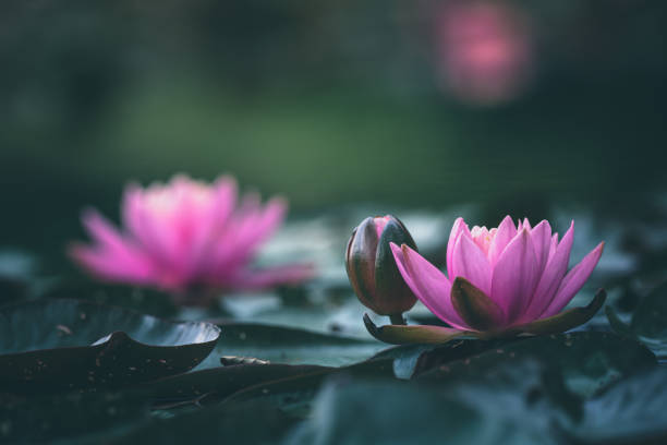 istock Pink Lotus Flower Or Water Lily 1326696023