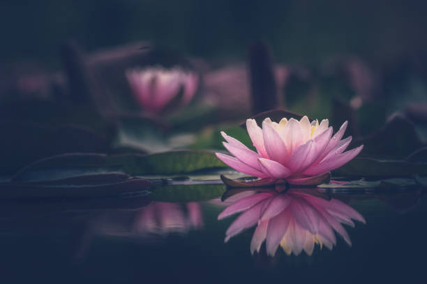 istock Pink Lotus Flower Or Water Lily 1326696163