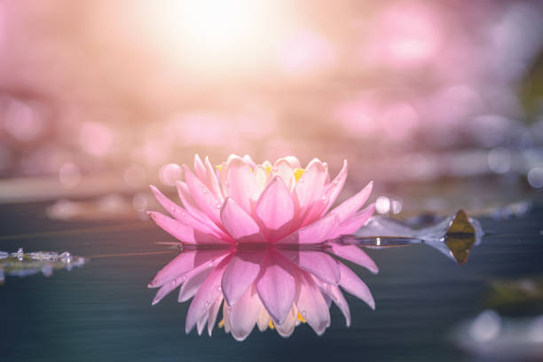 lotusblüte im wasser mit sonnenschein - wasserpflanze stock-fotos und bilder