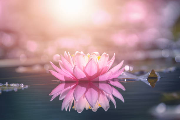太陽の光を浴びる水の蓮の花 - ハス ストックフォトと画像