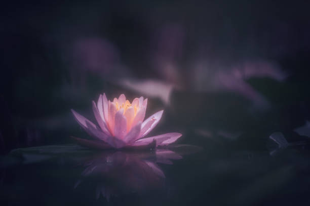 istock Pink Lotus Flower Or Water Lily 1326697055