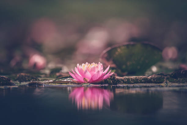 istock Pink Lotus Flower Or Water Lily 1326697070
