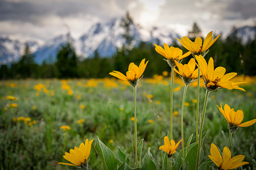 Wildflowers in Grand Teton National Park.