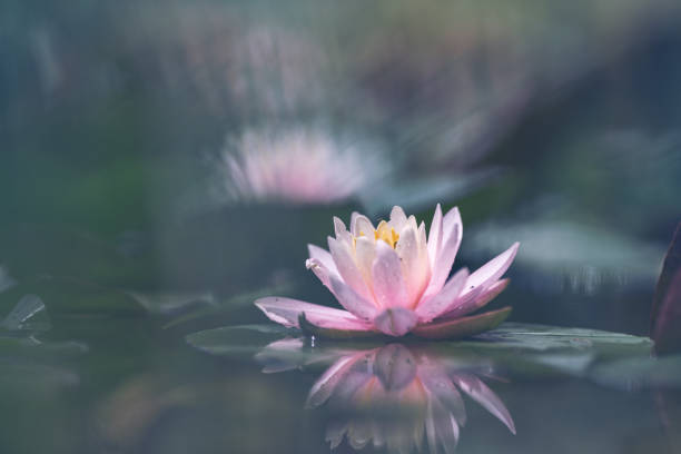 istock Pink Lotus Flower Or Water Lily 1326698677