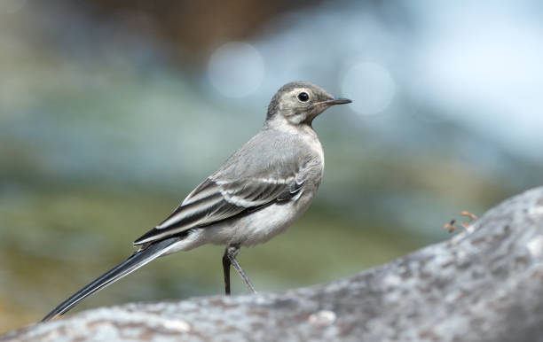istock Bird (wagtail) on the riverbank 1326699449