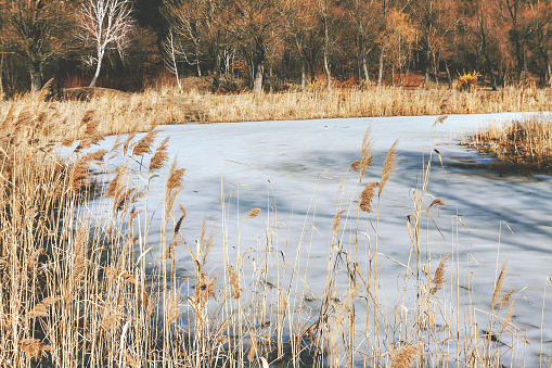 Dry grass on the shore of a snow-covered river, landscape, in retro style.
