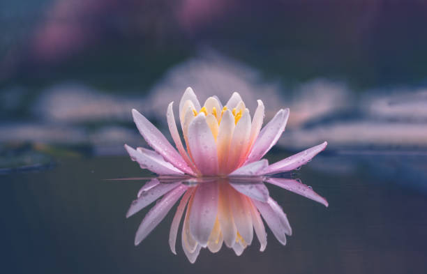 istock Pink Lotus Flower Or Water Lily 1326701115