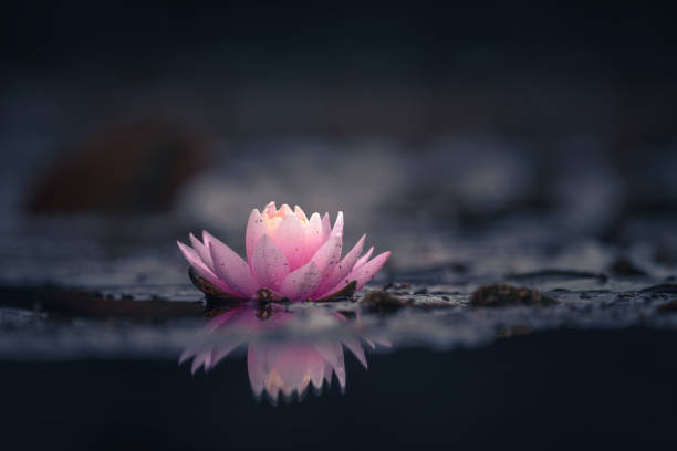 istock Pink Lotus Flower Or Water Lily 1326702250