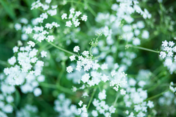 istock White flowers on green background. Anise flower field. Selective focus 1326702921