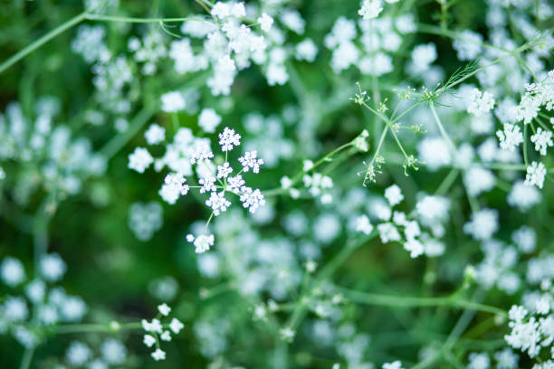 istock White flowers on green background. Anise flower field. Selective focus 1326702922