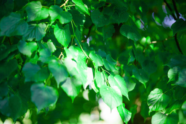 istock Green leaves glowing in sunlight. Selective focus 1326702942